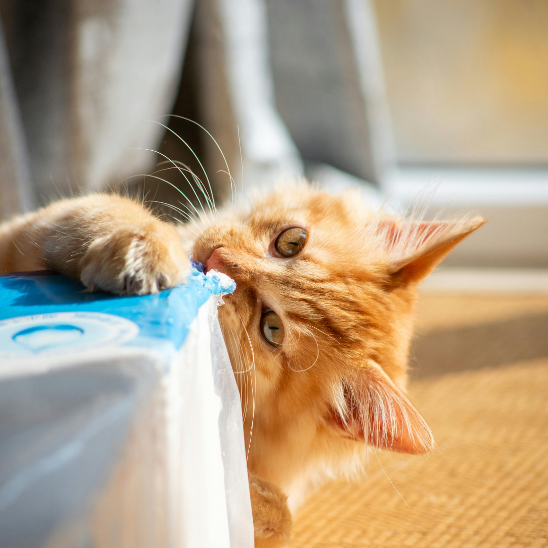 Why Do Cats Bite During Play? (And How to Stop It Safely)