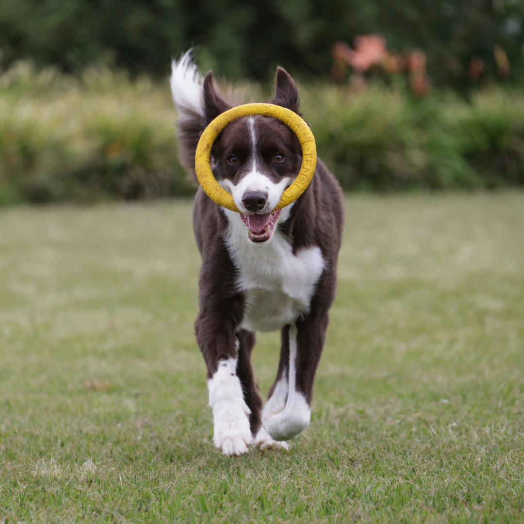 Do Dogs Have Hidden Senses? Here’s What Your Dog Can Feel That You Can’t