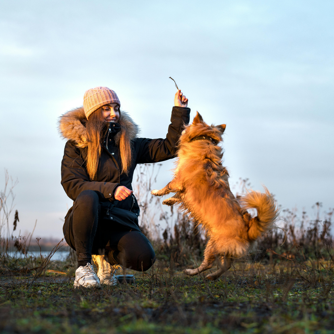 7 Simple Dog Training Habits That Actually Work