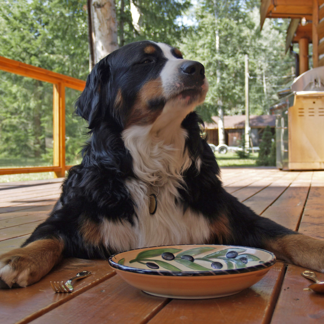 Rotational Feeding for Dogs: A Smarter Way to Build a Healthier Diet