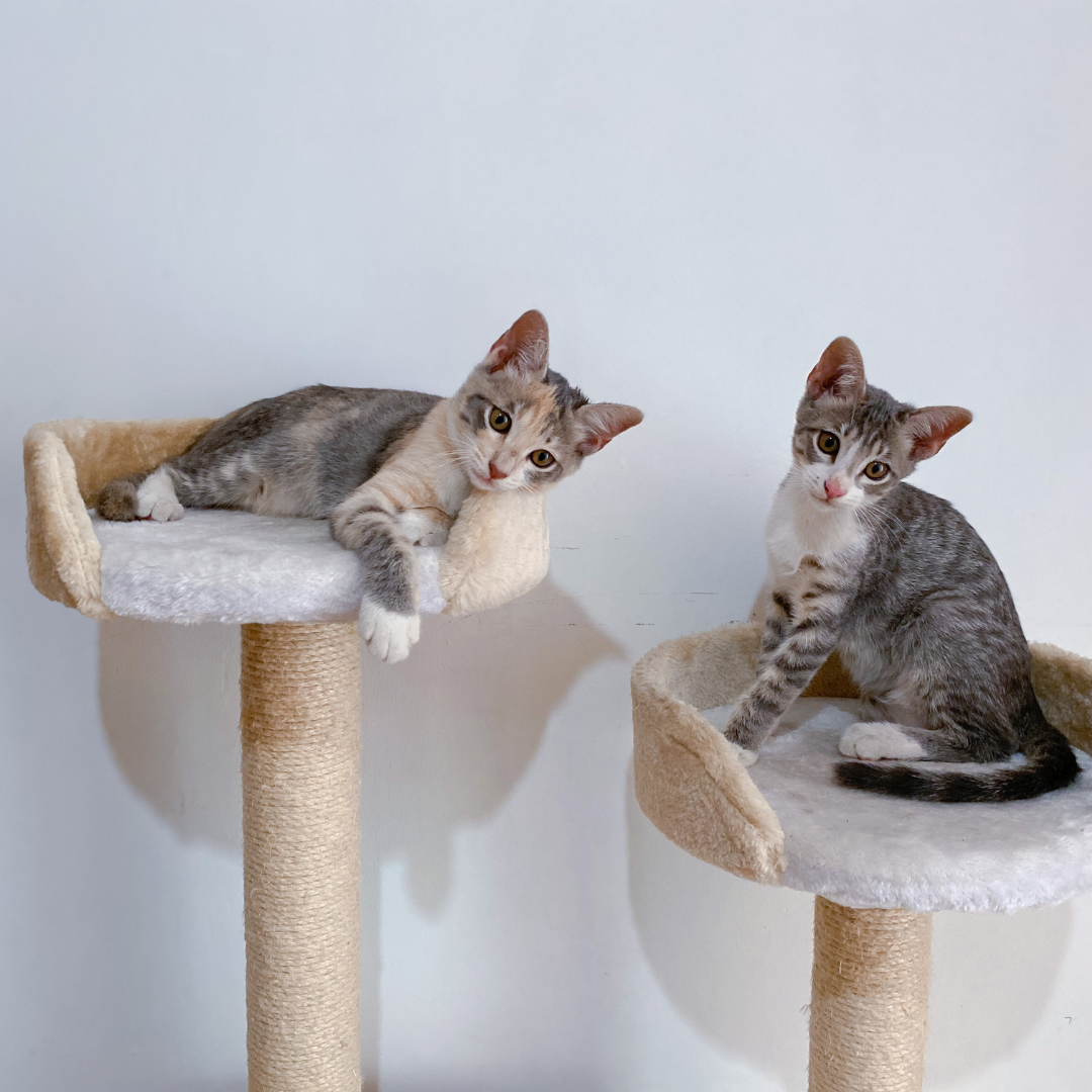 Why Do Cats Knock Things Over? Understanding Your Cat’s Playful Behavior
