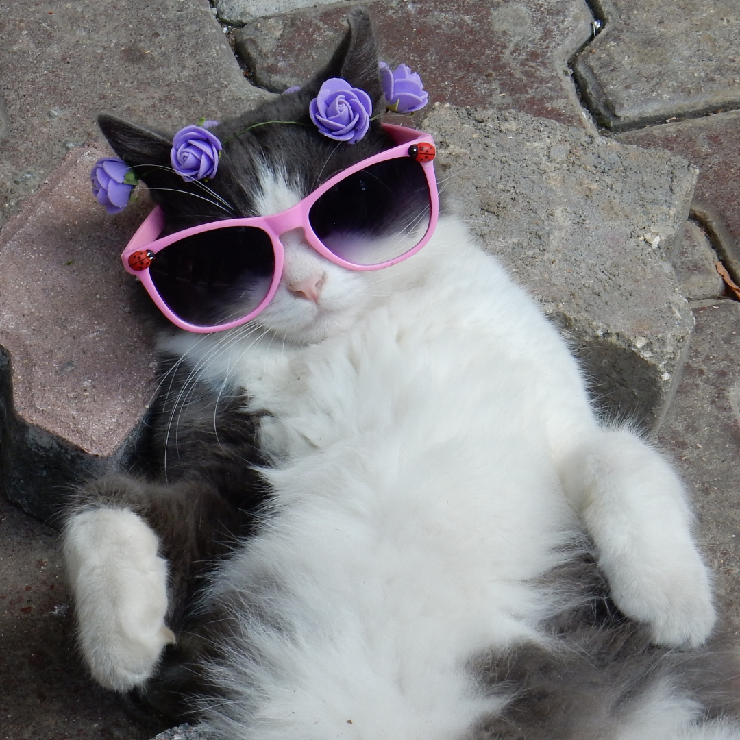Cat Care for Beginners: The Ultimate Guide to Raising a Happy, Healthy Cat