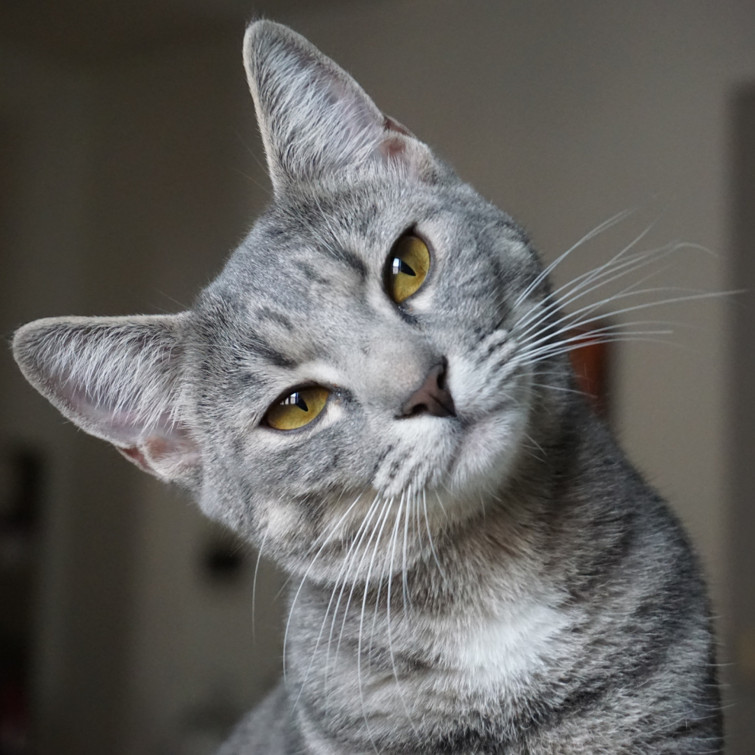 Common Cat Behavior Problems and How to Solve Them