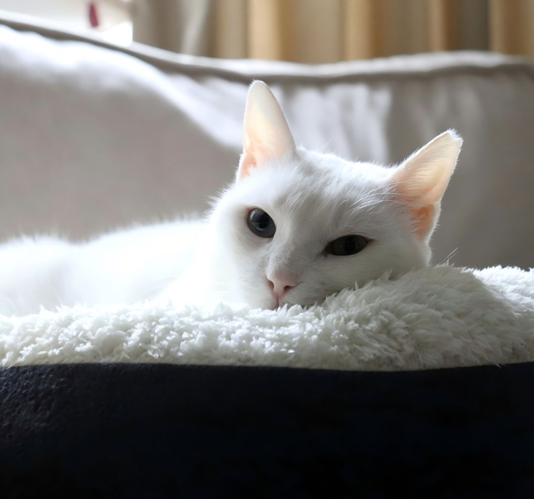 Winter Cat Nutrition Guide: The Best Foods to Keep Your Cat Warm and Healthy