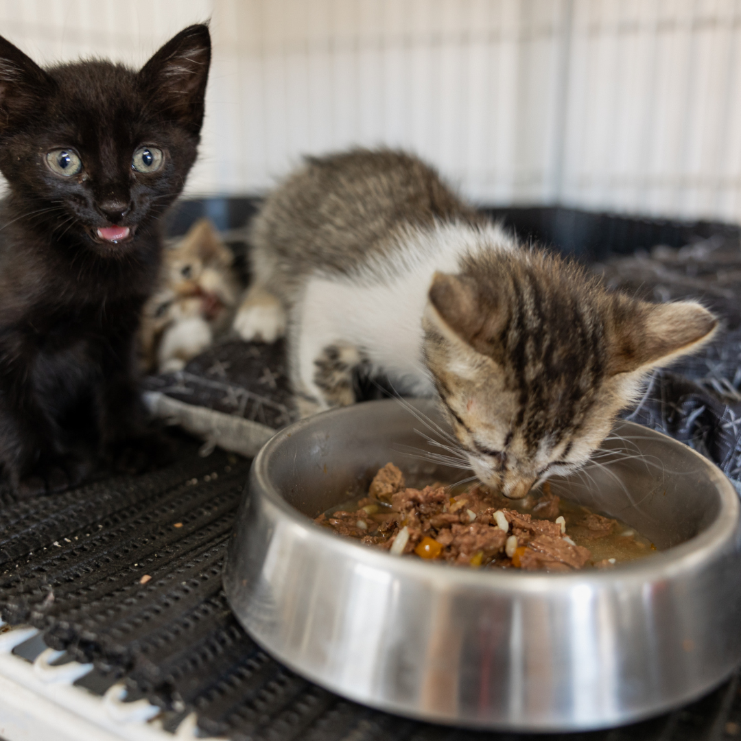 What Can Cats Eat? Safe and Unsafe Foods Every Cat Owner Should Know
