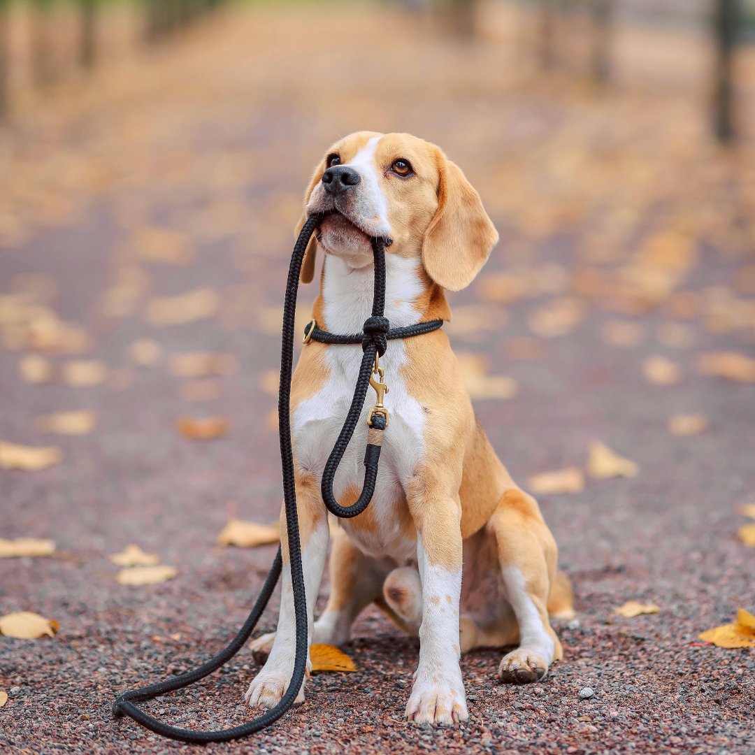 Simple Dog Training Habits That Actually Make a Difference