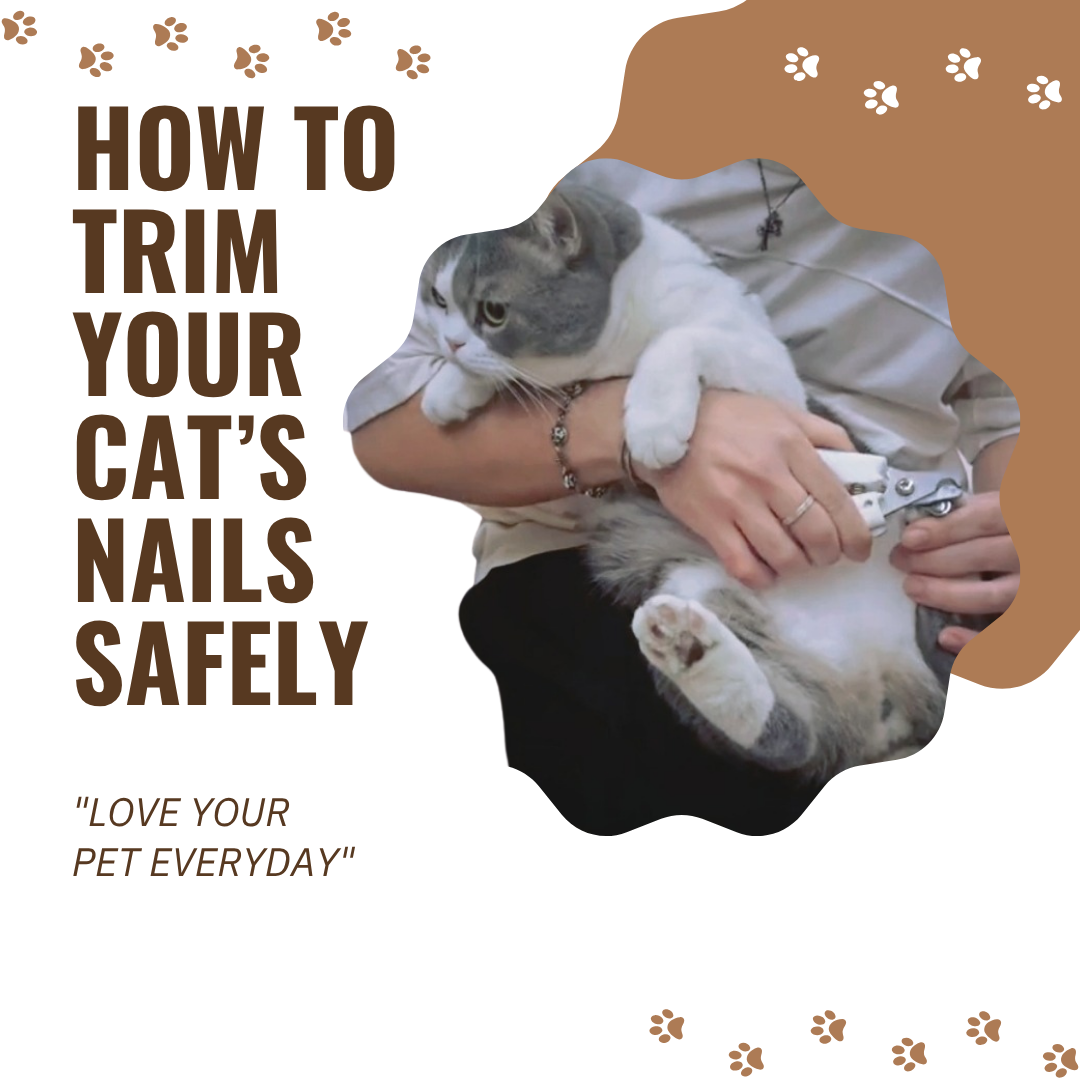 How to Trim Your Cat’s Nails Safely: A Step-by-Step Guide for Cat Parents