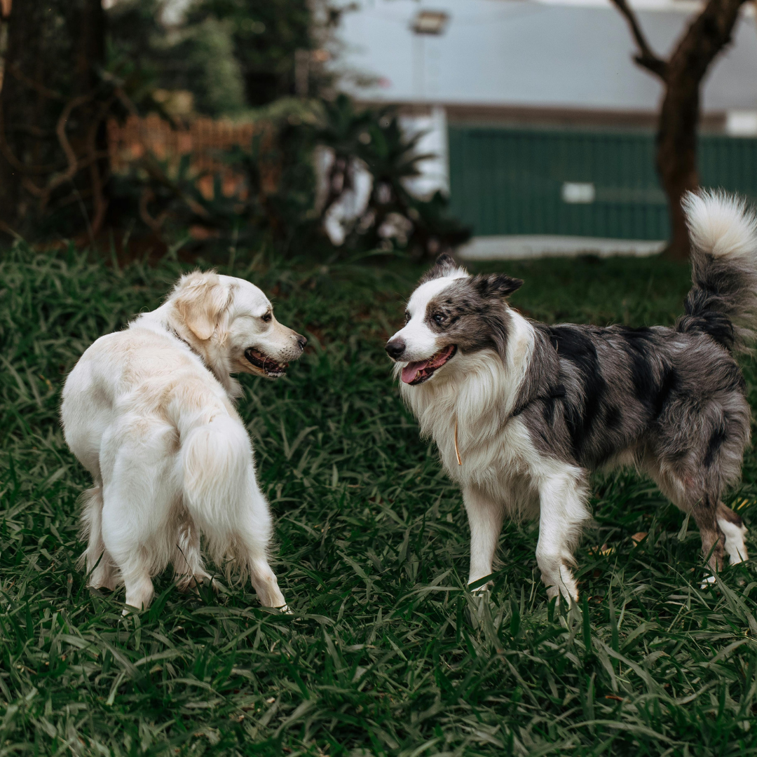 3 Hidden Dog Senses You Didn’t Know About (Explained for Pet Parents)