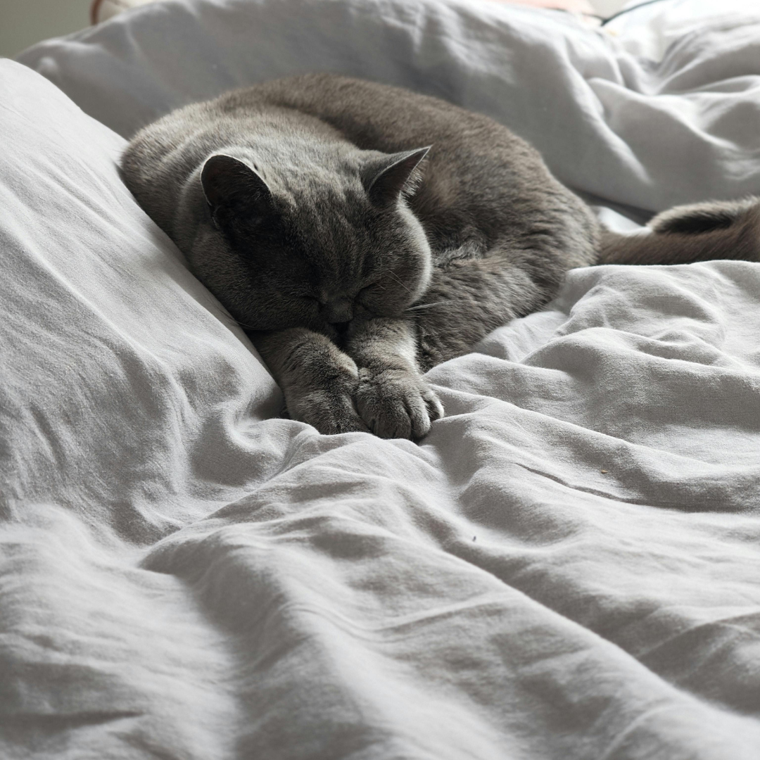 Cat Winter Care Guide: Essential Tips to Keep Your Cat Warm, Healthy, and Happy