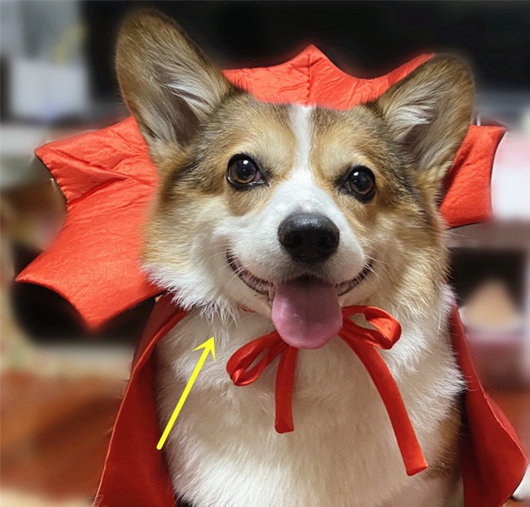 Halloween Pet Costume Vampire King Cape for Dogs and Cats | Adjustable Black Cloak with Lace Collar | Pet Halloween Outfit for Small Pets